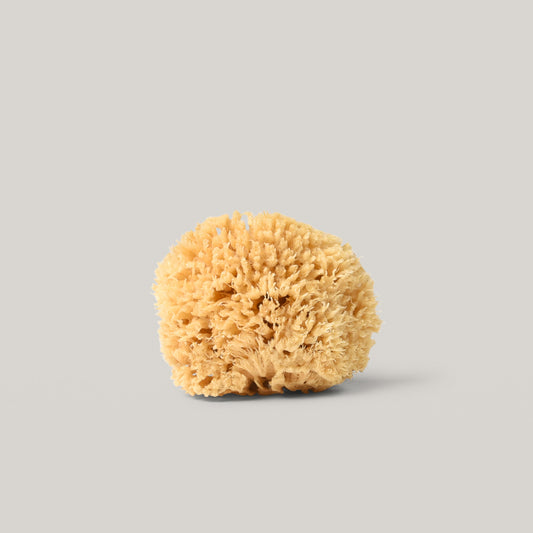 WELL KEPT SEA SPONGE